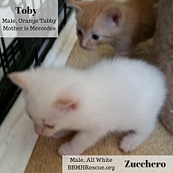 Thumbnail photo of Toby #3