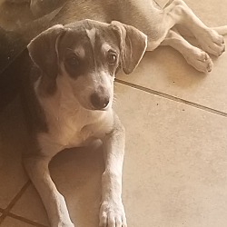 charlie's little dog house