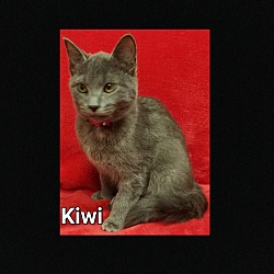 Photo of Kiwi @ PETSMART