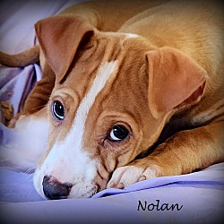Thumbnail photo of Nolan ~ meet me! #2