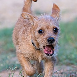 Chihuahua norfolk best sale terrier mix