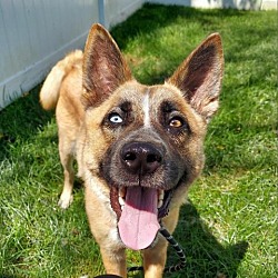 Photo of Apollo