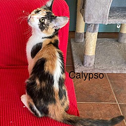 Thumbnail photo of Calypso #1