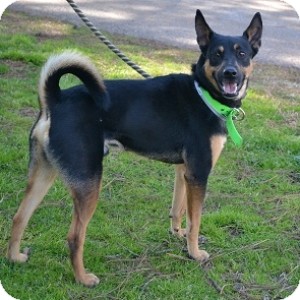 Get Wallpaper Athens Ga Canaan Dog Meet Ranger A Pet For Adoption Free HD