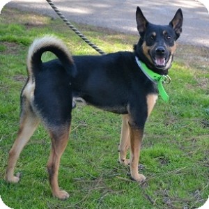 german shepherd canaan dog mix