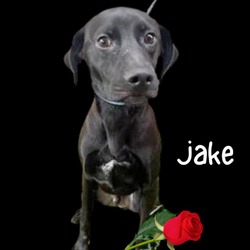 Thumbnail photo of Jake #2