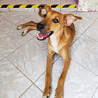adopt-pet