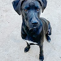 adopt a pet
