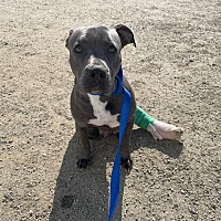 adopt a pet