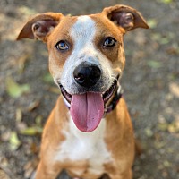 adopt a pet