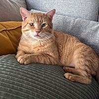 adopt-pet