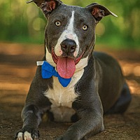 adopt-pet