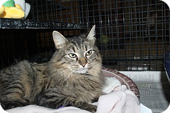 North Branford Ct Maine Coon Meet Priya A Pet For Adoption