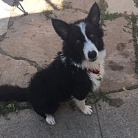 Adopted Pets At Western Border Collie Rescue Co In Denver Colorado