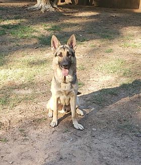 Adopt A Pet Petsmart Charities