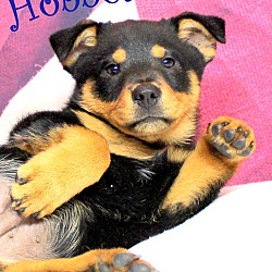 Thumbnail photo of Hobbes~adopted! #1