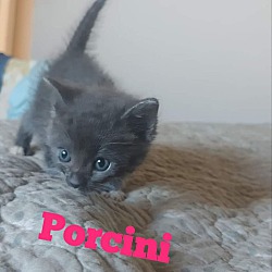 Photo of Porcini