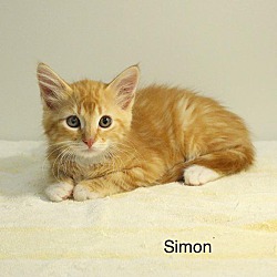 Thumbnail photo of Simon #1