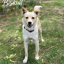 Thumbnail photo of Biskuit #1
