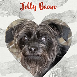 Thumbnail photo of Jelly bean #1