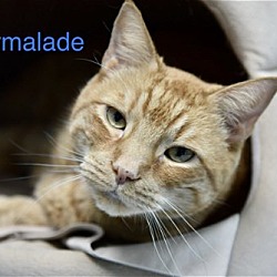Thumbnail photo of Marmalade #3