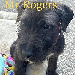 Photo of Mr Rogers SS D2023 in KY