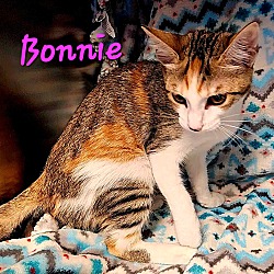 Thumbnail photo of Bonnie #2