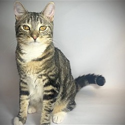 Thumbnail photo of Steven - ADOPT ME FOR $50! #2