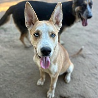 adopt a pet