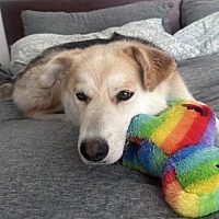 adopt a pet