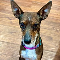 adopt-pet