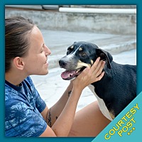 adopt a pet