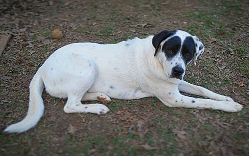 Gaffney Sc Great Pyrenees Meet Roxy Great Pyr Mix 1 Year A Pet For Adoption