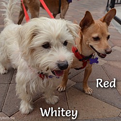 Photo of Red and Whitey