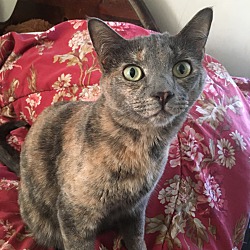 Thumbnail photo of Qwynn (Sweet Dilute Tortie) #1
