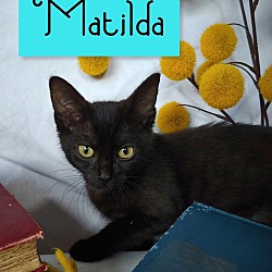 Photo of Maltida