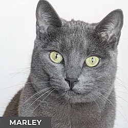 Thumbnail photo of Marley #1