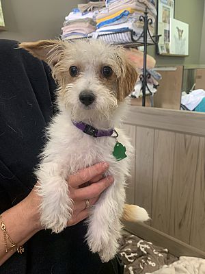 Thousand Oaks, CA - Maltese/Terrier (Unknown Type, Small). Meet Papaya