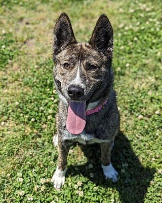 Richmond, VA - German Shepherd Dog/Siberian Husky. Meet Energizer Bunny ...