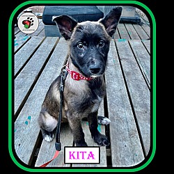 Thumbnail photo of Kita #1