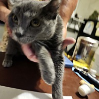adopt a pet
