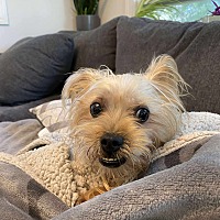 adopt-pet