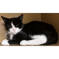adopt-pet