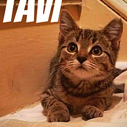 Thumbnail photo of Tavi #1