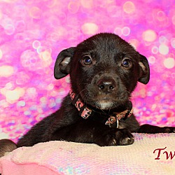 Thumbnail photo of Twyla~adopted! #1