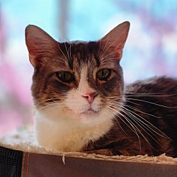 Photo of Loki