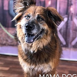 Photo of Mama Dog