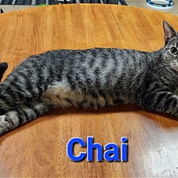 Thumbnail photo of Chai #3