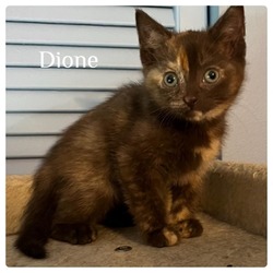 Thumbnail photo of Dione #2