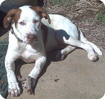 Burleson Tx German Shorthaired Pointer Meet Freckles Courtesy
